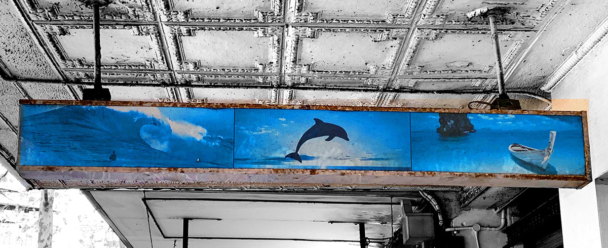 Dolphin Paradise